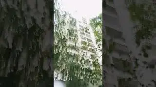 #dog #best #shortvideos #duniya #doglover #bigal #traintravel #sindhu #catlover #cat