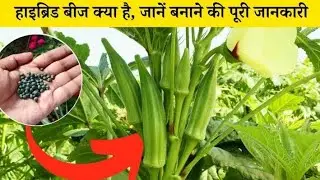 हाइब्रिड ऐसे बनता हैं | maize hybridization in details | learning by doing | maize hybrid   A×R line
