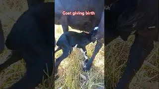 Goat giving birth #assam goat farming #black bengal cross breed goat #assam hill goat farm #animals