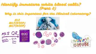 Part 2 Immature  WBC  Morphology  and How this Clinical Lab Skill Impacts Patient Care