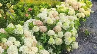 fire light Tidbet hydrangea