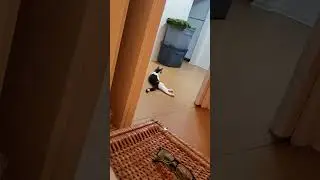 Cat Sisters Play: Zoomies After Midnight. #cats #cat #catlover #crazycat #cute #kitten #catsrule