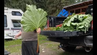 Whacking my rhubarb.