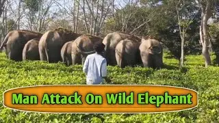 A man attack on wild elephants in tea garden, Assam