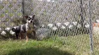 Meet Danny, SPCA Suncoast dog of the week