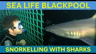 Snorkelling with sharks - SEA LIFE Blackpool