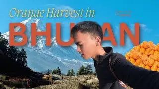 Orange Harvest in BHUTAN🇧🇹 | Part 2 | Daily Vlog |Bhutanese Vlogger