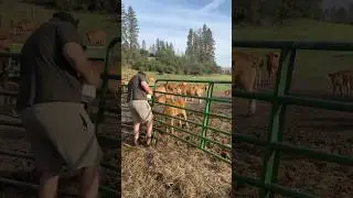 Milk Delivery Incoming!