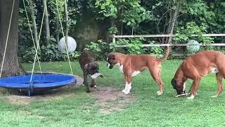 Dixie‘s Lieblingsbeute