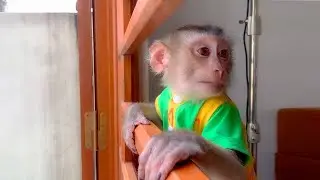 Monkey Puka obediently waits for Mom to buy fruit to eat