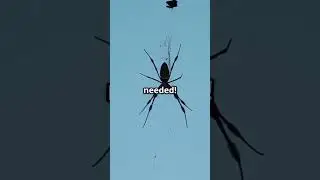 Spiders SURF Electric Fields?! 🕷️⚡ #SpiderFlight #AtmosphericScience #BioElectromagnetism