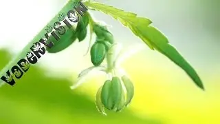 VaderVision -  Bonified Breeding Bonanza Week Four