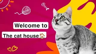 cat house🏠
