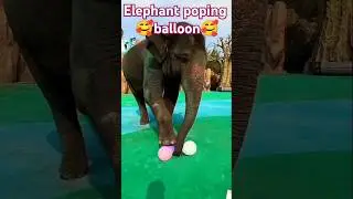 Elephant poping balloon🎈🎈😱😱