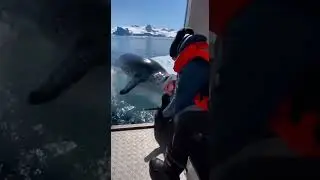 POV: Boat Tourist Saves Baby Penguin from Leopard Seal! 🐧🦈