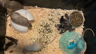 DIY Rat Breeding Setup Tips and Tricks Part 2 Thank you for 600 Subscribers!