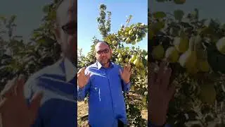 الكمثري وكميات الإنتاج م أسعد الفقي 01090855418