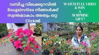 BOUGAINVILLEA SPECIAL OFFER Rs.80/-🌺🌸🍀🍃 II MALAYALAM VLOG 180 #specialoffers #onlineplants
