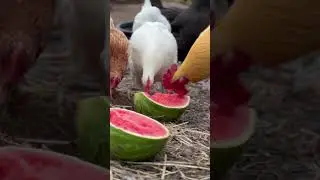 Not all watermelons are created equal! #watermelon #chicken #bbq #countrycooking #cowboykentrollins