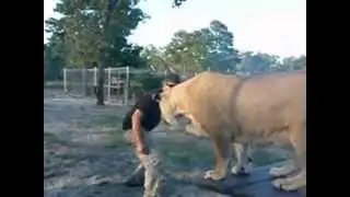 Lion Tackle!