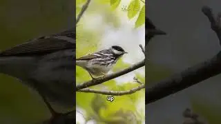 Can This Tiny Bird REALLY Fly 7500 Miles Nonstop?