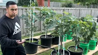 BasementFigs: HOW TO WATER YOUR CONTAINER PLANTS IN THE FALL 💦 🍁 #figs #gardening #howto