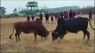 Turbo 🆚RNgiem |Iatur masi today (repost)