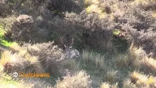 Field Guide: Fallow Deer