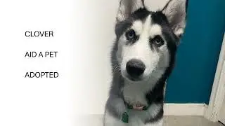 Spay it Forward Recipients