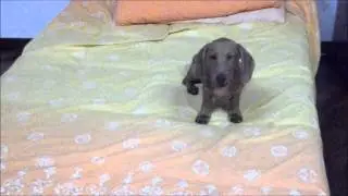 NAPOLEONE CHA ABBAIA 4 MESI
