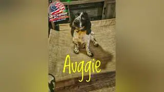 Auggie | 7 month Spaniel | Best Trained dogs of OR | Portland Off Leash K9 Training