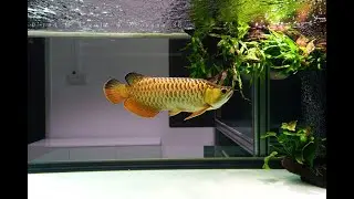24K Golden Head Crossback Arowana | Universal Blue Base Arowana Fish