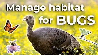 Habitat management on insects for wildlife
