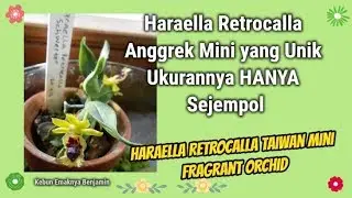 Haraella retrocalla Anggrek Mini Unik Asal Taiwan