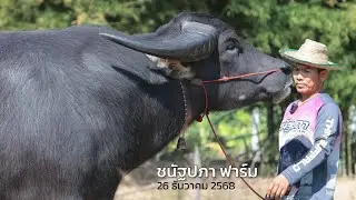 แม่พันธุ์สูง 160 ราคาหลักแสน ยังแพงอยู่ไหม??  ชนัฐปภา ฟาร์ม เปิดราคาควาย อัปเดทล่าสุด 