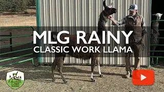 MLG Rainy  |  Proven Female Pack Llama