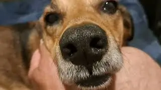Skippers LIP Fold Dermatitis (UPDATE)