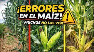 Cultivo de Maíz 🌽 | Así se pierde rendimiento sin darte cuenta ⚠️