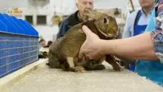 2015 Silver National - BROWNS - Rabbit Judging