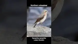 Northern wheatear bird in Lule&aring;, Sweden
