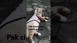 #cipung #mycat #fypシ゚viral #fyip  #dailyvlog  #dailyshorts