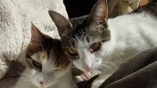 はな＆ブロンにそれぞれの里親さんが見つかりました！