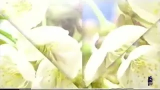 HRT 2 Ident #3 Jasmin Flowers