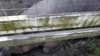 Pigs at Linton Farms!