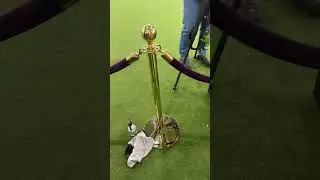 Видео с выставки собак в Вестминстере (в произвольном порядке) &mdash; присоединяйтесь к радостному хао...