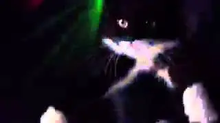 Meow mix rave