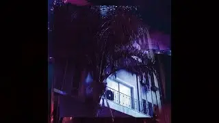 Shcaa - Faroh's Birds