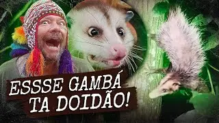 O GAMB&Aacute; ALUCINADO! | A CASA DOS BICHOS