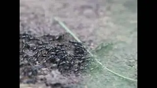 Part 4 | Decision making in ants
