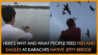 Here's why and what people feed fish and eagles at Karachi's Native Jetty Bridge